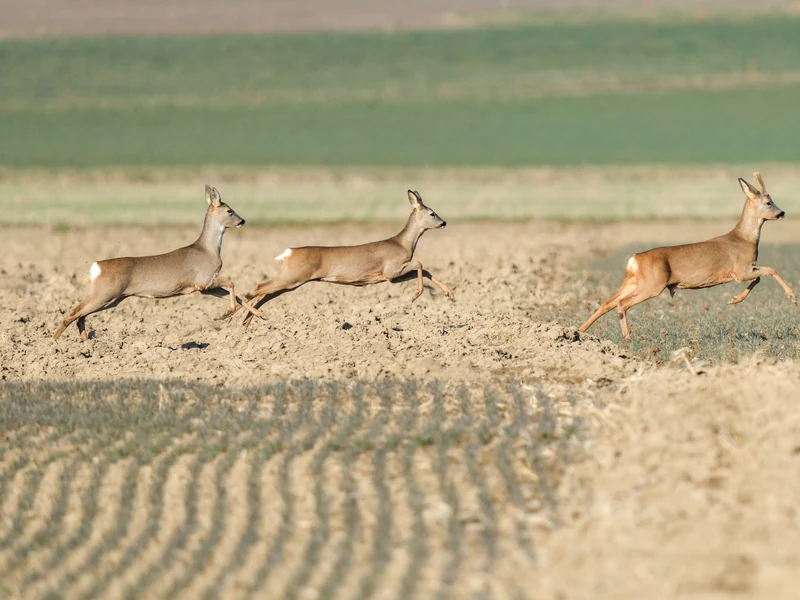 Chevreuils traversant un champ, campagne vaudoise