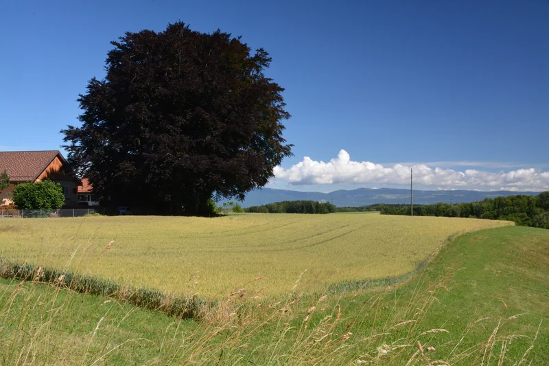 La campagne du Gros-de-Vaud vue depuis Grange Neuve